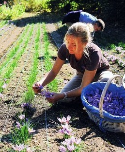20101030 Creuse Safraniere de Fontanieres m624d70f3