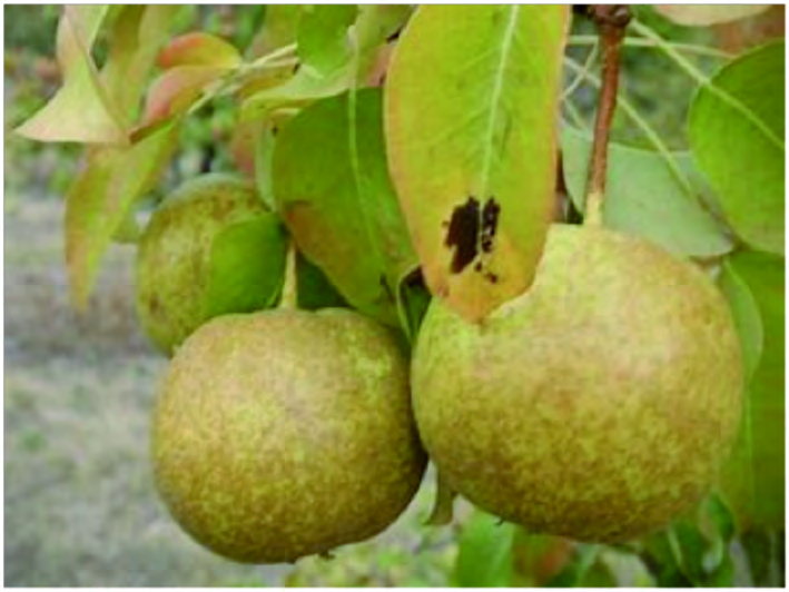 La poire Argent et la Bargamouto 025