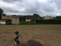 20170712 103258 RT IMG 0001  Elevage autruches Corinne et Philippe ILSON à Beaupré     12/07/2017 10:32 Raymond Tourenne