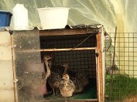 20170712 110947 RT IMG 0002  Elevage autruches Corinne et Philippe ILSON à Beaupré     12/07/2017 11:09 Raymond Tourenne