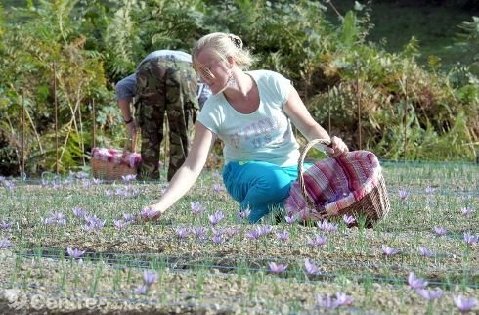 La safranière de Véronique LAZERAT